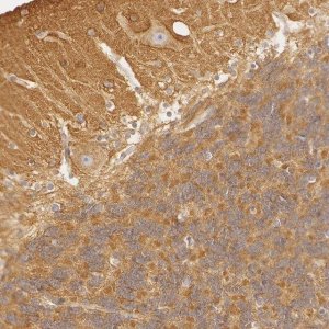 ANTI-RALGAPA1 antibody produced in rabbit 