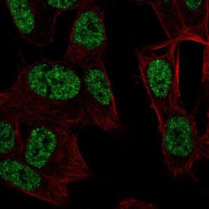 Anti-RALYL antibody produced in rabbit 