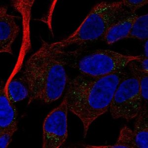 Anti-RAMP2 antibody produced in rabbit 