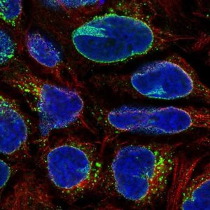 Anti-RANBP2 antibody produced in rabbit 