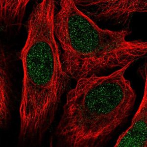 Anti-RANGRF antibody produced in rabbit 