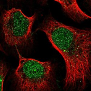 Anti-RAPGEF2 antibody produced in rabbit 