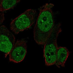 Anti-RAPGEF5 antibody produced in rabbit HPA076772-100UL