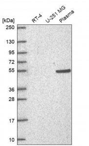 Anti-RAPGEF5 antibody produced in rabbit HPA076772-100UL