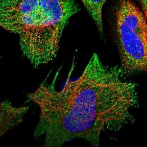 Anti-RAPSN antibody produced in rabbit 