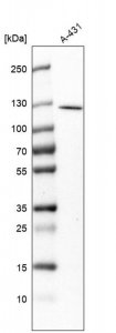 Anti-RASAL2 antibody produced in rabbit 