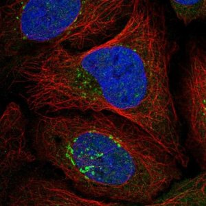 Anti-RASGRF1 antibody produced in rabbit 