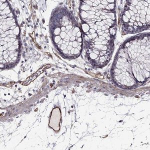 Anti-RASIP1 antibody produced in rabbit 