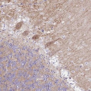 Anti-RASL10A antibody produced in rabbit 
