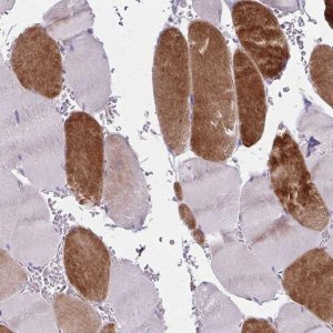 Anti-RASL10B antibody produced in rabbit 