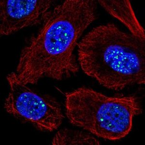 Anti-RASL11A antibody produced in rabbit 