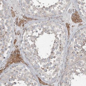 Anti-RASSF8 antibody produced in rabbit 