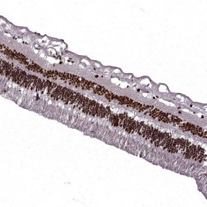 Anti-RB1 antibody produced in rabbit 