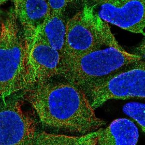 Anti-RB1CC1 antibody produced in rabbit 