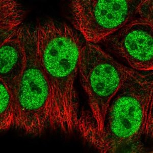 Anti-RBAK antibody produced in rabbit 