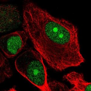 Anti-RBBP5 antibody produced in rabbit 