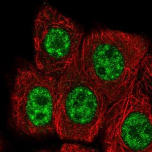 Anti-RBBP6 antibody produced in rabbit 