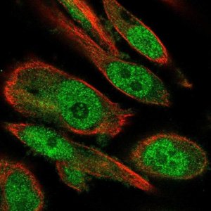 Anti-RBBP9 antibody produced in rabbit 