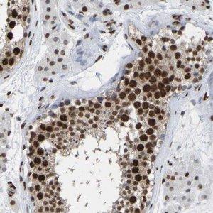Anti-RBL2 antibody produced in rabbit 