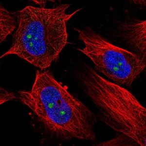 Anti-RBM19 antibody produced in rabbit 