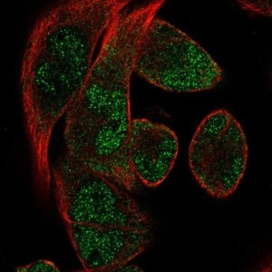 Anti-RBM24 antibody produced in rabbit 