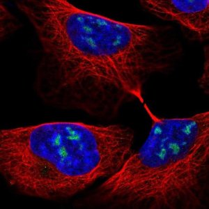 Anti-RBM28 antibody produced in rabbit 