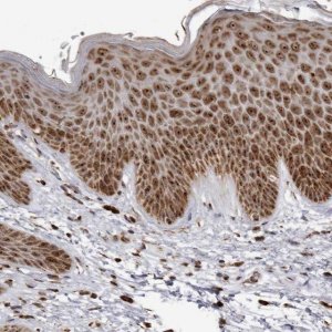 Anti-RBM34 antibody produced in rabbit 