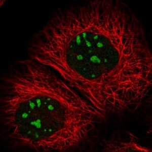 Anti-RBM34 antibody produced in rabbit 
