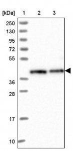 Anti-RBM4 antibody produced in rabbit 