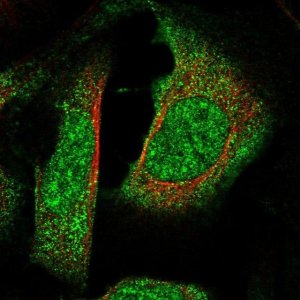 Anti-RBM42 antibody produced in rabbit 