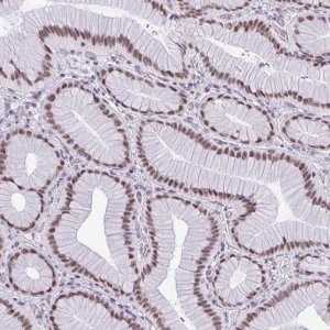 Anti-RBM7 antibody produced in rabbit 