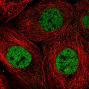 Anti-RBM7 antibody produced in rabbit 