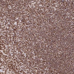 Anti-RBMX antibody produced in rabbit HPA057707-100UL