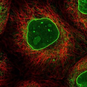 Anti-RBMX2 antibody produced in rabbit 