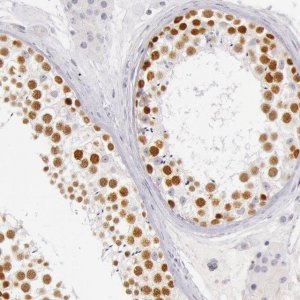 Anti-RBMY1A1 antibody produced in rabbit 