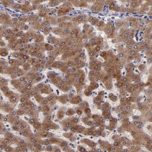 Anti-RBP4 antibody produced in rabbit 