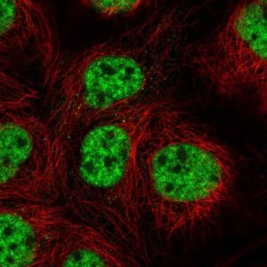 Anti-RBPJ antibody produced in rabbit 