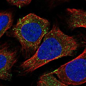 Anti-RBSN antibody produced in rabbit 