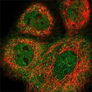 Anti-RCC1L antibody produced in rabbit 
