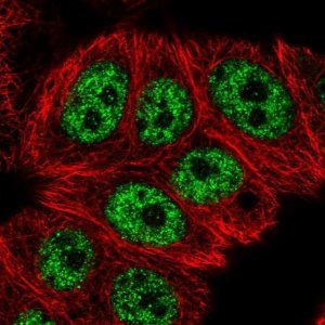 Anti-RCL1 antibody produced in rabbit 