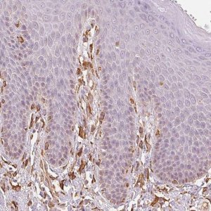 Anti-RCN3 antibody produced in rabbit 