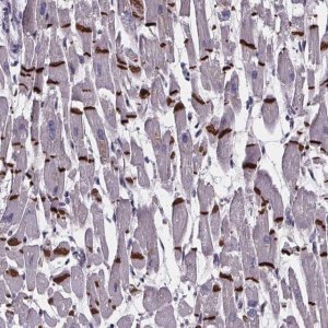 Anti-RD3L antibody produced in rabbit 