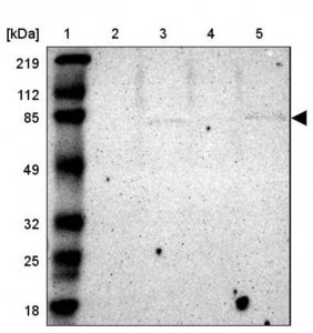 Anti-RDX antibody produced in rabbit HPA000263-100UL