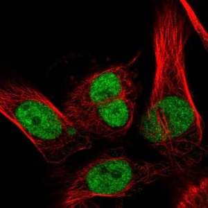 Anti-RECQL antibody produced in rabbit 