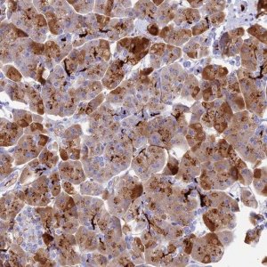 Anti-REG1A antibody produced in rabbit 