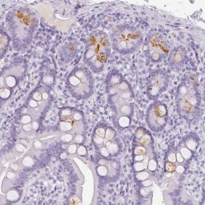 Anti-REG3A antibody produced in rabbit 