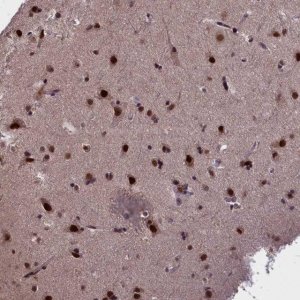 Anti-RELB antibody produced in rabbit 