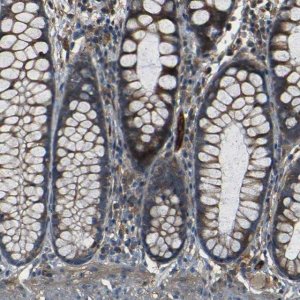 Anti-RELL1 antibody produced in rabbit 