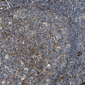 Anti-RELL1 antibody produced in rabbit 