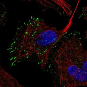 Anti-RELN antibody produced in rabbit 